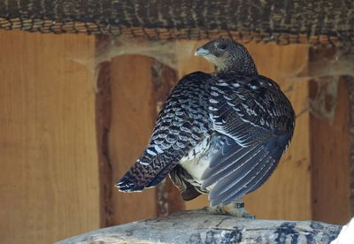 Capercaillie - female