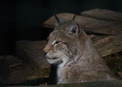 Lynx