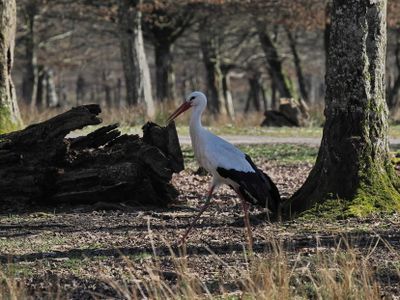 Stork