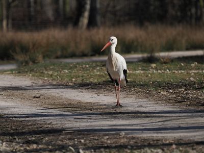 Stork