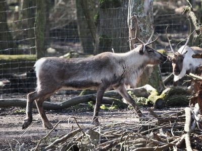Reindeer