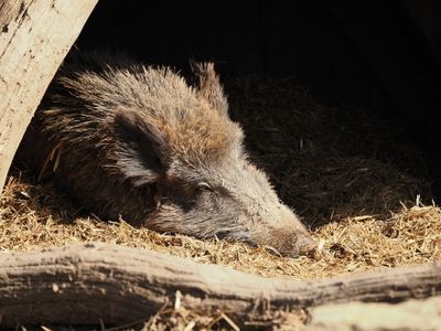 Wild boar