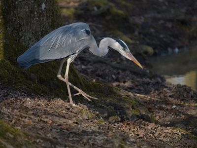 Grey heron
