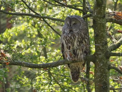 Great grey owl - Strix nebulosa