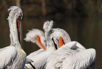 Dalmatian pelicans