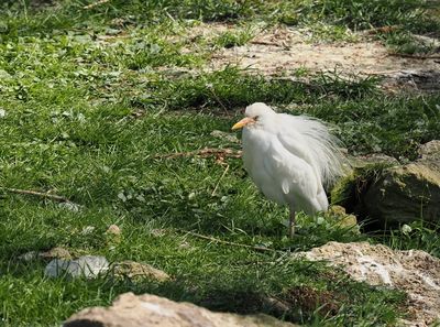 Cattle egret - hron gardeboeuf - Kuhreiher - Koureer - bubulcus ibis