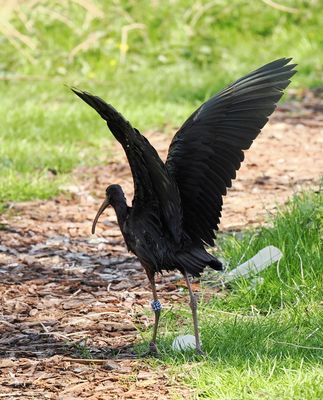 Glossy ibis - ibis falcinelle - Sichler - Brongen Ibis - plegadis falcinellus