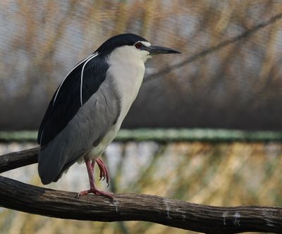 Black-crowned night heron - bihoreau gris - Nachtreiher - Nuetsreer - nycticorax nycticorax