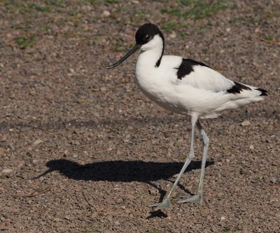Pied avocet - avocette lgante - Sbelschnabler - Swelschniewel - recurvirostra avosetta