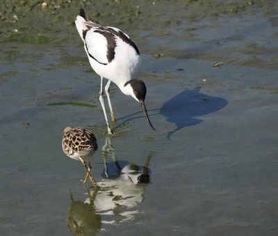 Pied avocet - avocette lgante - Sbelschnabler - Swelschniewel - recurvirostra avosetta