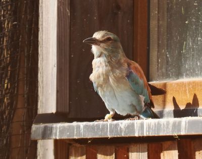 European roller - rollier d'Europe - Blauracke - Bloe Rackert - coracias garrulus