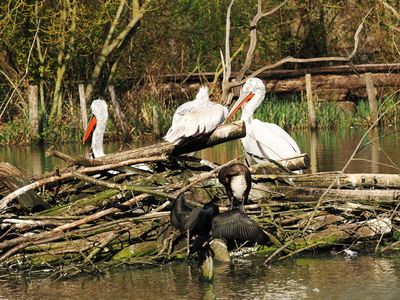 Cormorants and Dalmatian pelicans