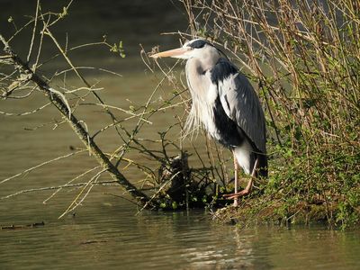 Grey heron - hron cendr - Graureiher - Groreer - ardea cinera