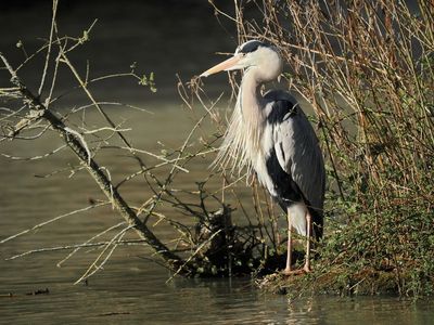 Grey heron - hron cendr - Graureiher - Groreer - ardea cinera