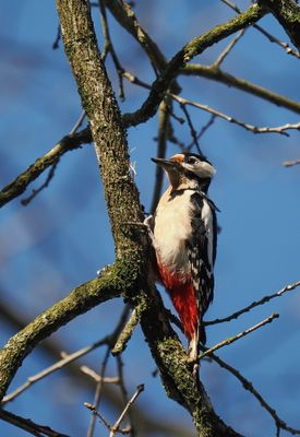 Great spotted woodpecker - pic peiche - Buntspecht - Bontspiecht - dendrocopos major