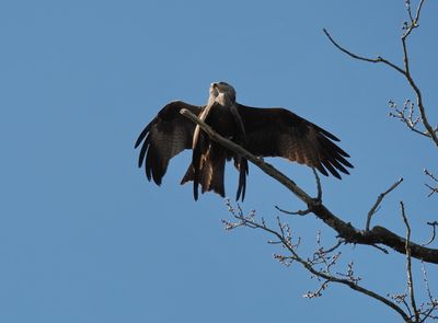 Two black kites having an argument