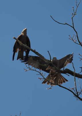 Black kite - milan noir - Schwarzmilan - Schwaarze Schierschwanz - milvus migrans