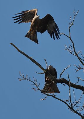 Black kite - milan noir - Schwarzmilan - Schwaarze Schierschwanz - milvus migrans