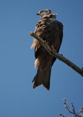 Black kite - milan noir - Schwarzmilan - Schwaarze Schierschwanz - milvus migrans