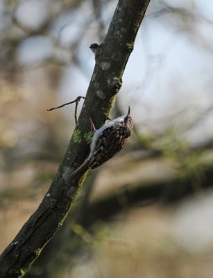 Short-toed treecreeper