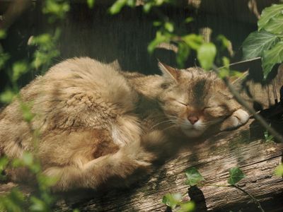 Wild cat