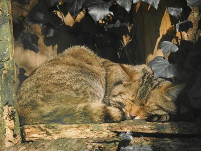 Wild cat