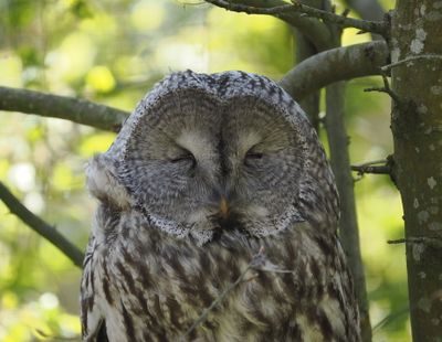 Great grey owl