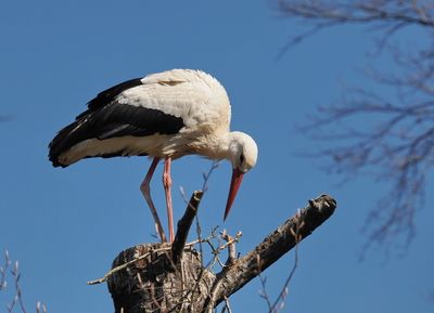 White stork