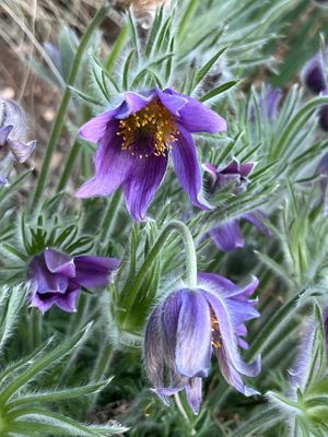 Pulsatilla