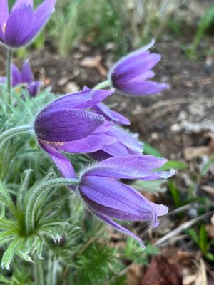 Pulsatilla