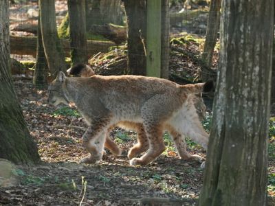 Lynx