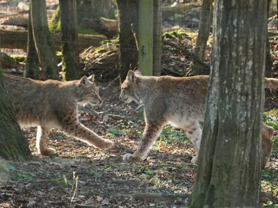 Lynx