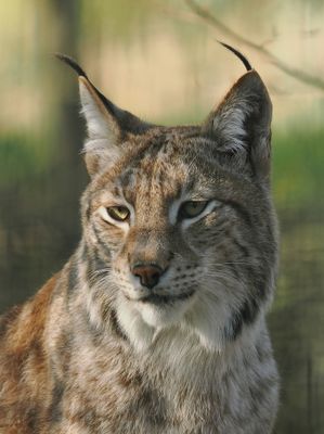 Lynx