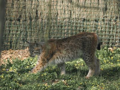Lynx