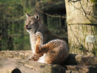 Lynx