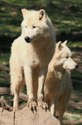 Arctic wolves