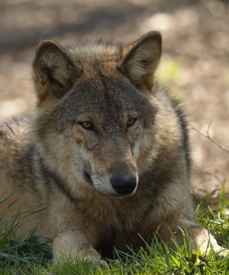 Eurasian wolf