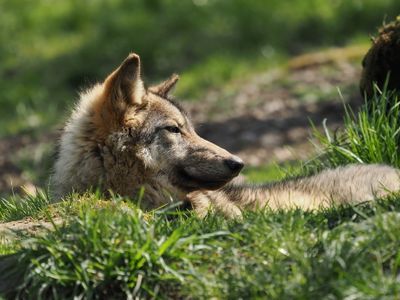 Eurasian wolf