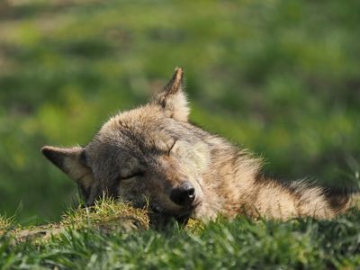 Eurasian wolf