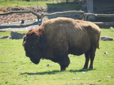 American bison