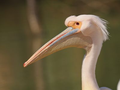 Pelican