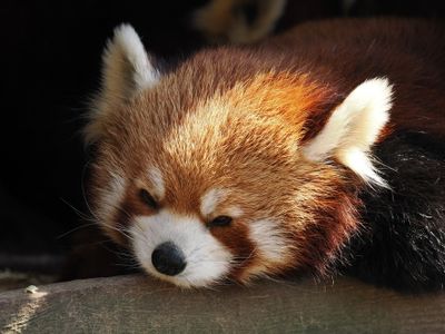 Red panda