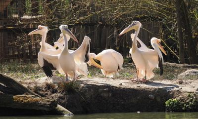 Pelicans