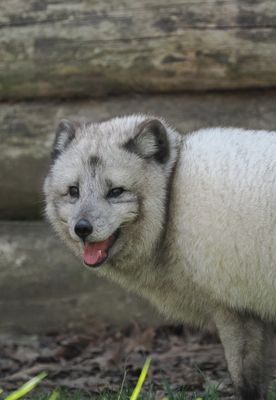 Arctic fox