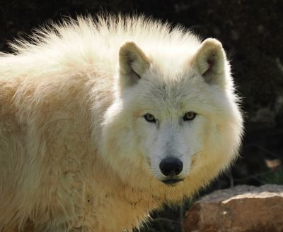 Arctic wolf