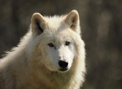 Arctic wolf