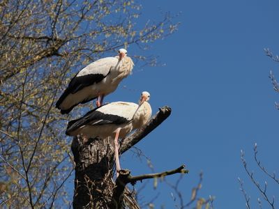 White storks - synchronized