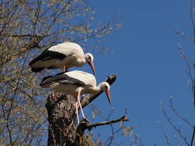 White storks - synchronized