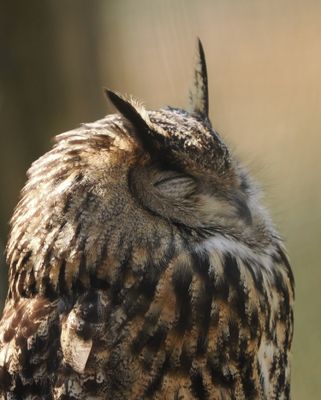 Eagle owl