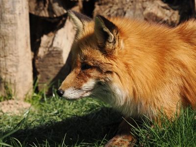 Fox